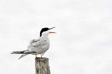 Ortak Tern (Sterna hirundo), Yunanistan