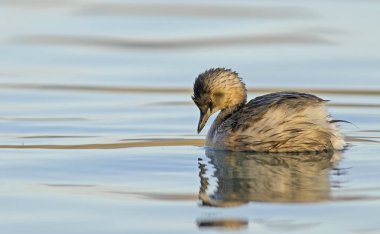 Küçük Yunus (Tachybaptus ruficollis), Girit