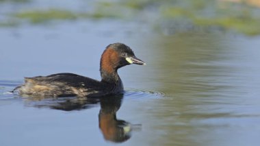Küçük Yunus (Tachybaptus ruficollis), Girit
