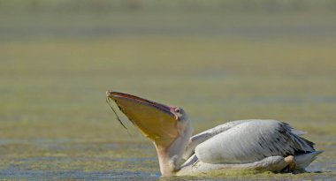 Büyük beyaz Pelikan (Pelecanus onocrotalus), Crete