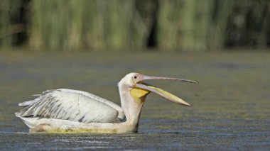 Büyük beyaz Pelikan (Pelecanus onocrotalus), Crete