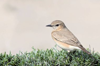 Kuzey Wheatear veya Wheatear - Oenanthe oenanthe, Girit