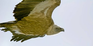 Griffon Vulture (Gyps fulvus), Girit