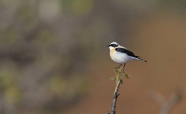 Siyah kulaklı Wheatear (Oenanthe melanoleuca), Girit