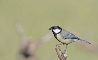 Büyük baştankara (Parus major), Yunanistan