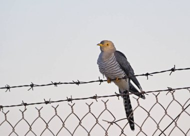 Cuckoo - Cuculus canorus, Yunanistan