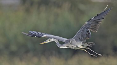 Gri Heron - Ardea Cinerea, Girit 