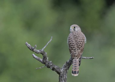 Juvenile Kestrel (Falco tinnunculus), Yunanistan