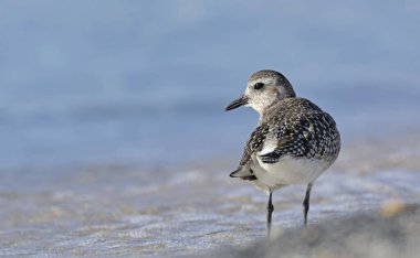 Gri yağmurcunu (Pluvialis squatarola), Crete