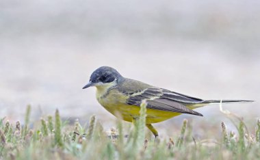 Batı Sarı Wagtail - Motacilla flava, Girit