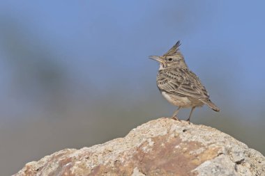 Tepeli toygar (Galerida cristata), Crete