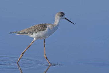 Genç Siyah Kanatlı Stilt (Himantopus himantopus), Yunanistan