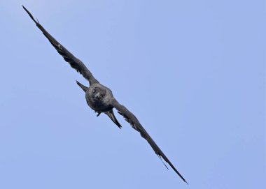 Western küçük karga (Coloeus monedula), Crete