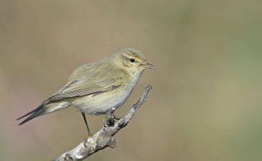 Genel Chiffchaff (Phylloscopus collybita), Yunanistan