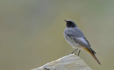 Kara kızılkuyruk (Phoenicurus ochruros), Crete