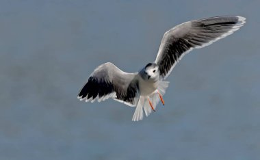 Küçük martı (Hydrocoloeus minute or Larus minute), Girit 
