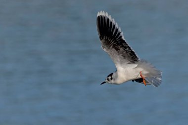 Küçük martı (Hydrocoloeus minute or Larus minute), Girit 