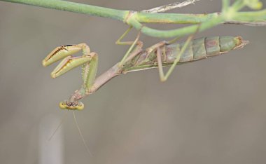 Iris oratoria, aynı zamanda ortak ad Akdeniz Mantis veya daha az sık Iris mantis, Crete bilinen