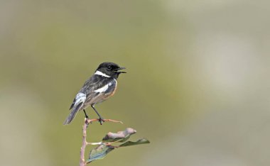 Bir ortak Stonechat - Saxicola rubicola, Crete 