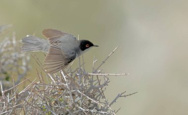 Sardunya bülbülü (Sylvia melanocephala), Girit