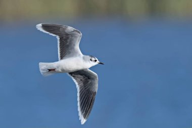 Küçük martı (Hydrocoloeus minute or Larus minute), Girit 