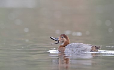 Ortak Pochard - Aythya ferina, Girit