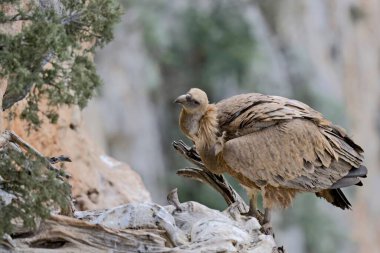 Griffon Vulture (Gyps fulvus), Crete clipart