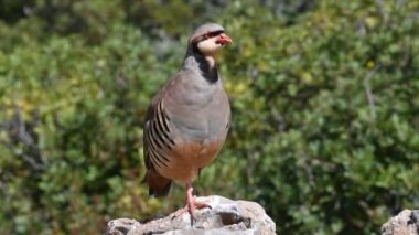 Chukar Kekliği (Alectoris chukar), Yunanistan