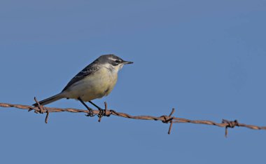 Sarı Wagtail - Motacilla flava, Yunanistan