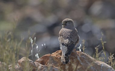 Kerkenez (Falco tinnunculus), Yunanistan