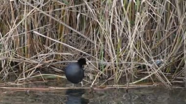 Coot - Fulica atra, Girit
