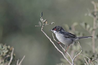 Sardunya bülbülü - Sylvia melanocephala, Girit