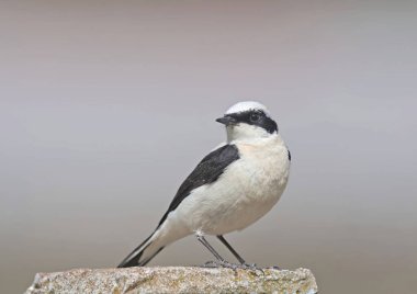 Black-eared Wheatear (Oenanthe melanoleuca), Crete clipart