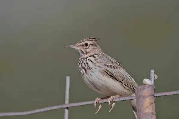 stock image Crested Lark - Galerida cristata, Crete