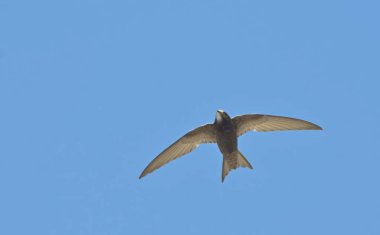 Apus apus (ortak Swift, Avrupa Swift, SWIFT), Yunanistan