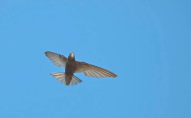 Apus apus (ortak Swift, Avrupa Swift, SWIFT), Yunanistan
