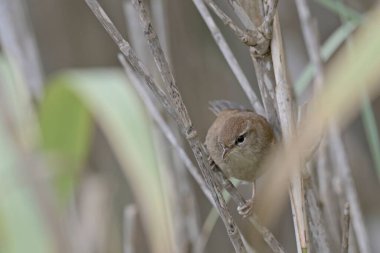 Cetti 'nin Warbler' ı (Cettia cetti), Girit