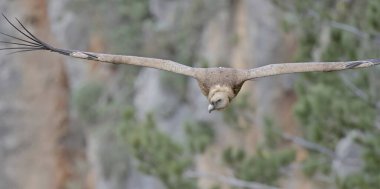 Griffon Vulture - Gyps fulvus, Girit