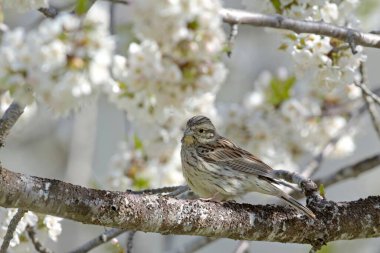 Bahçe kiraz kuşu (Emberiza cirlus), Yunanistan