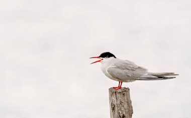 Ortak Tern (Sterna hirundo), Yunanistan