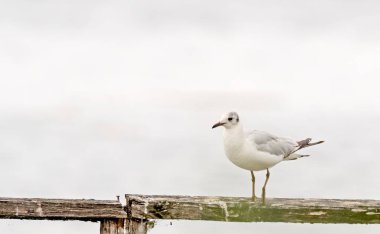 Siyah başlı martı (Larus ridibundus), Yunanistan
