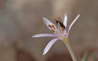 Colchicum pusillum Çiçeği, Girit 