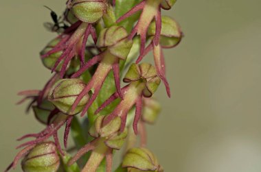 Orchis anthropophora, Man Orkide eski Aceras anthrophophorum, Girit 