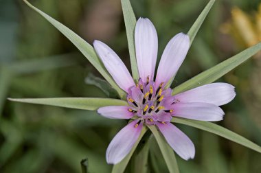 Geropogon melezi veya Tragopogon melezi, Girit