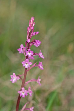 Dört-benekli Orchis (Anacamptis quandripunctata), Girit