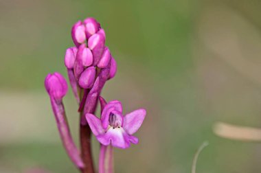 Dört-benekli Orchis (Anacamptis quandripunctata), Girit