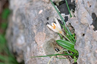 Crocus boryi Çiçeği, Girit