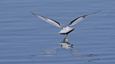 Little gull (Hydrocoloeus minutus or Larus minutus), Crete  clipart