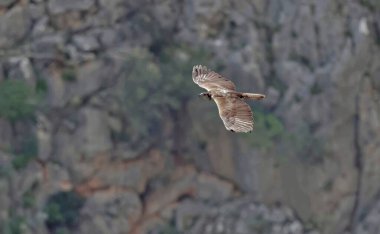 Boz kartal (Aquila fasciata), Yunanistan