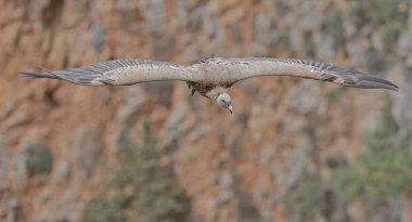 Kızıl akbaba (Gyps fulvus), Crete, Yunanistan